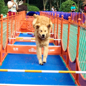 狗狗運動會